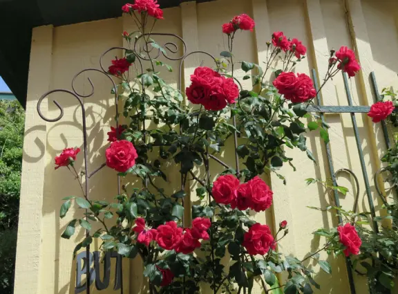 Roses and a yellow wall outside Luna Coffee. 