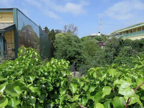 Vegetation beside Lunada Garden Bistro on Ocean Ave. 