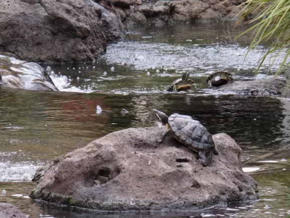 Turtles on the west side of the mall.