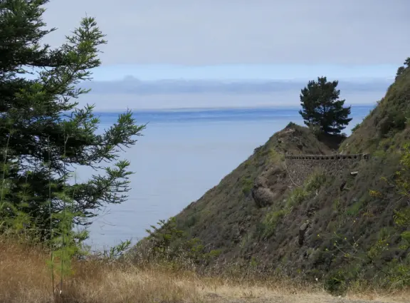 Peaceful grove of redwoods with a bubbling stream.