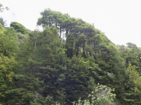 Peaceful grove of redwoods with a bubbling stream.
