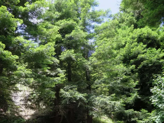 Peaceful grove of redwoods with a bubbling stream.