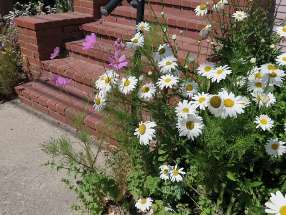 Take a walk past pretty Victorian homes and gardens.