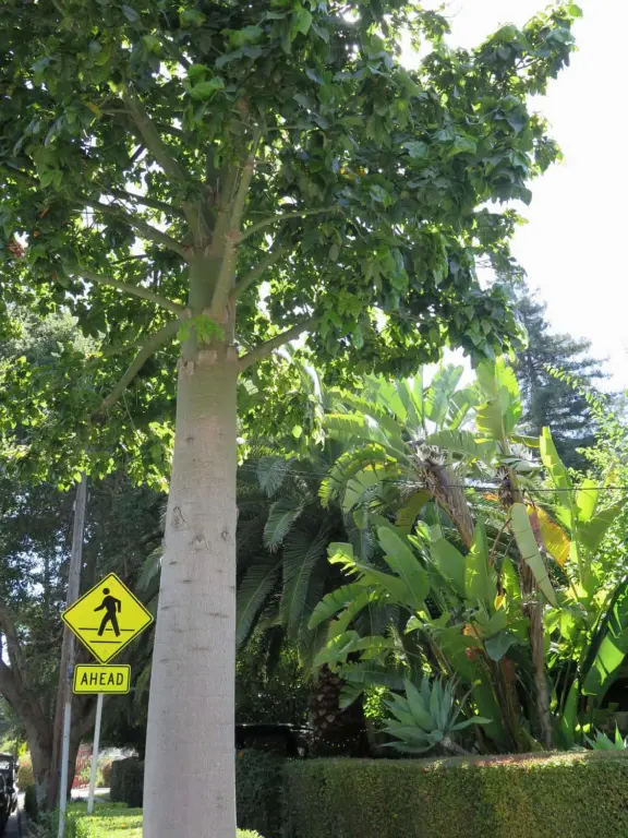 Take a walk past pretty Victorian homes and gardens.