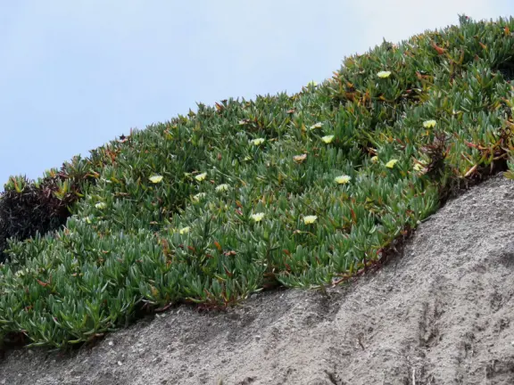 Ice plant looking beautiful.