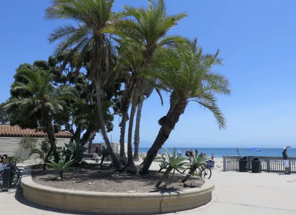 Palm tree planter and blue sea. 