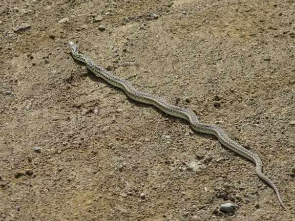Wonderful wide open spaces with mountains of all shapes and sizes! First mile is shady. Four mile out and back, or five mile lollipop loop hike. Optional detours: architecture creations, or mountaintop swing.