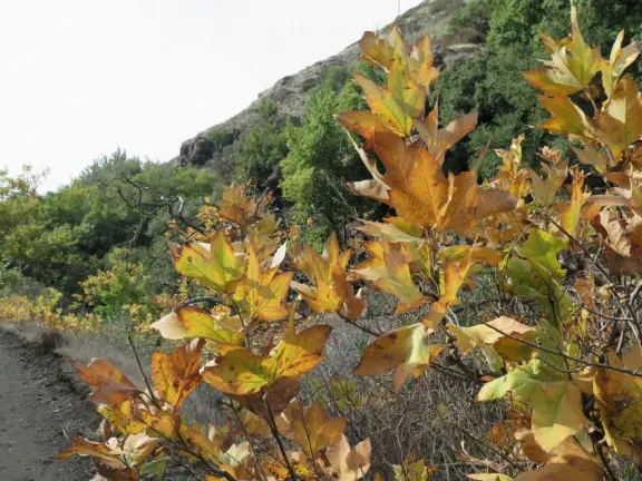 Wonderful wide open spaces with mountains of all shapes and sizes! First mile is shady. Four mile out and back, or five mile lollipop loop hike. Optional detours: architecture creations, or mountaintop swing.