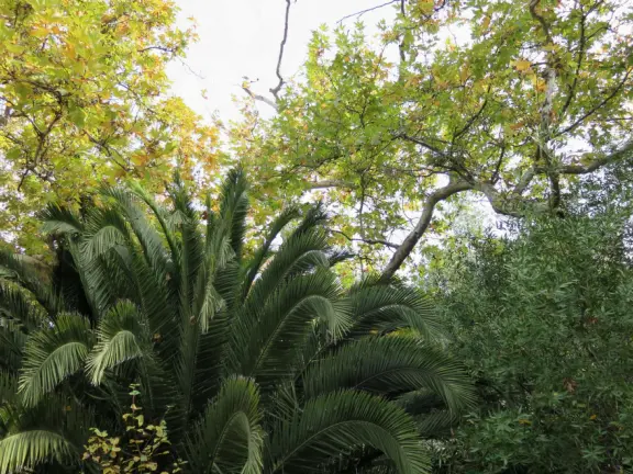 Wonderful wide open spaces with mountains of all shapes and sizes! First mile is shady. Four mile out and back, or five mile lollipop loop hike. Optional detours: architecture creations, or mountaintop swing.