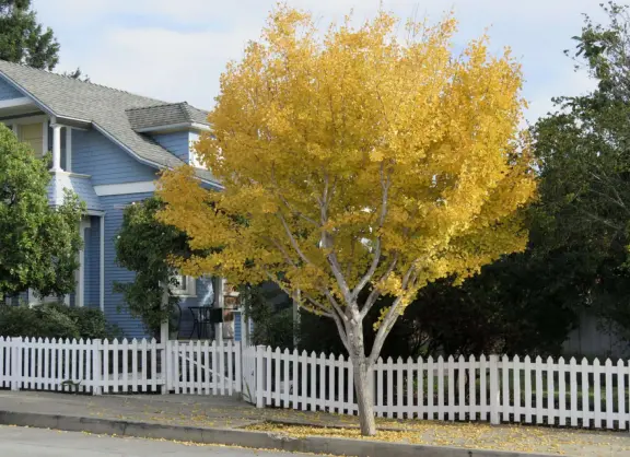 Take a walk past pretty Victorian homes and gardens.