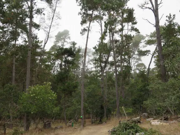 From the Tipton Street entrance, you can walk the upper forest of Fiscalini Ranch, high above the ocean, looking down at the wooden boardwalk way below.