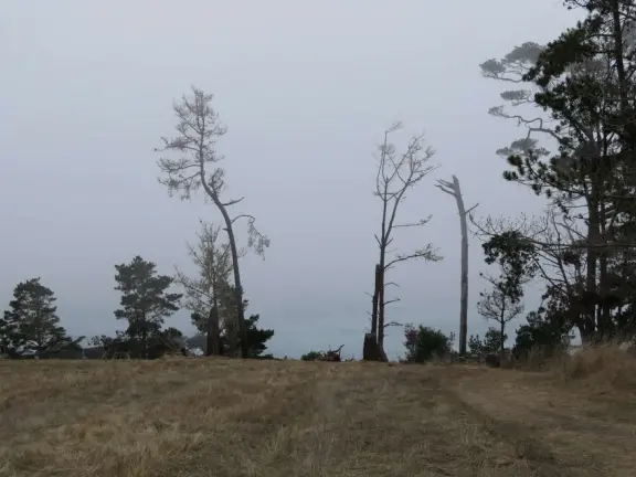 From the Tipton Street entrance, you can walk the upper forest of Fiscalini Ranch, high above the ocean, looking down at the wooden boardwalk way below.
