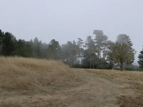 From the Tipton Street entrance, you can walk the upper forest of Fiscalini Ranch, high above the ocean, looking down at the wooden boardwalk way below.