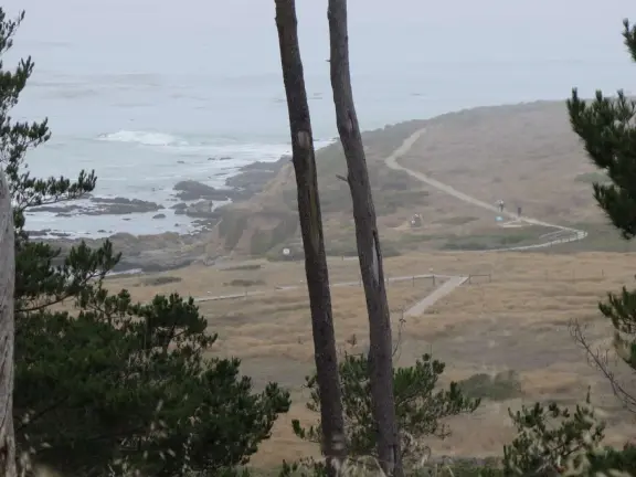 From the Tipton Street entrance, you can walk the upper forest of Fiscalini Ranch, high above the ocean, looking down at the wooden boardwalk way below.