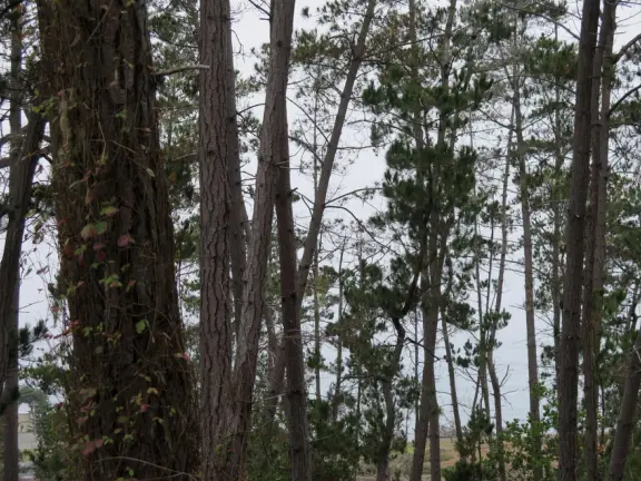 From the Tipton Street entrance, you can walk the upper forest of Fiscalini Ranch, high above the ocean, looking down at the wooden boardwalk way below.
