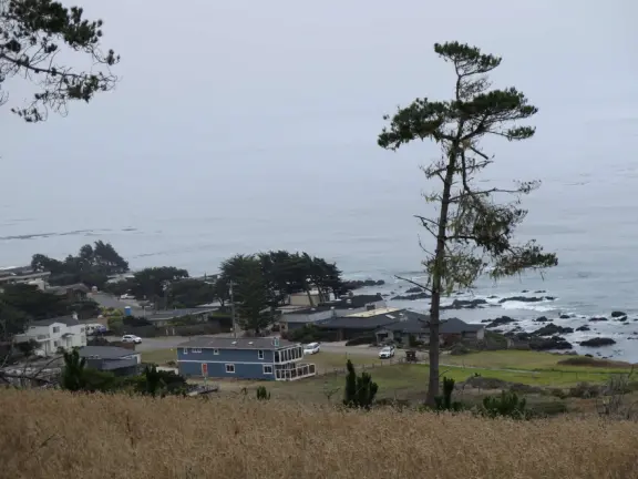 From the Tipton Street entrance, you can walk the upper forest of Fiscalini Ranch, high above the ocean, looking down at the wooden boardwalk way below.