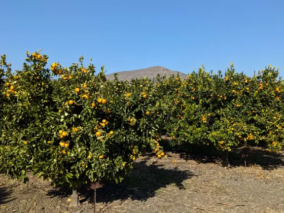Pick pixie mandarins, blood oranges, peaches, blueberries, strawberries...depending on the season! With a glorious backdrop of Bishop's Peak, and friendly students.