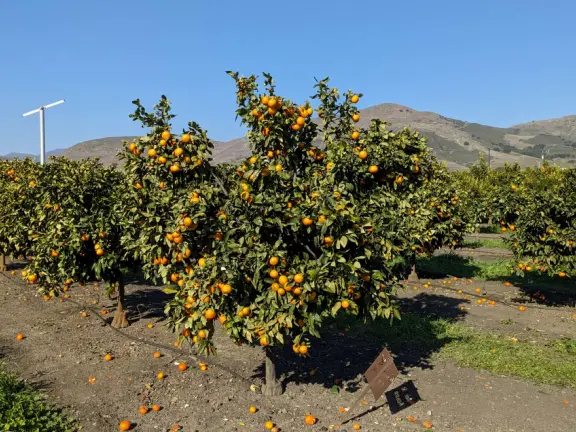 Pick pixie mandarins, blood oranges, peaches, blueberries, strawberries...depending on the season! With a glorious backdrop of Bishop's Peak, and friendly students.