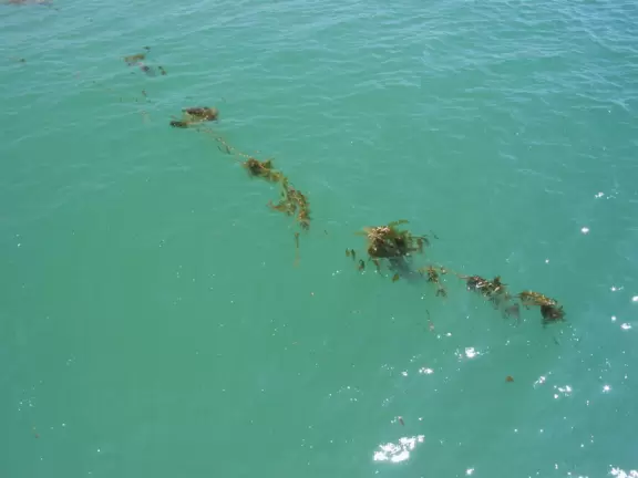 A beautiful string of kelp as seen from the pier.
