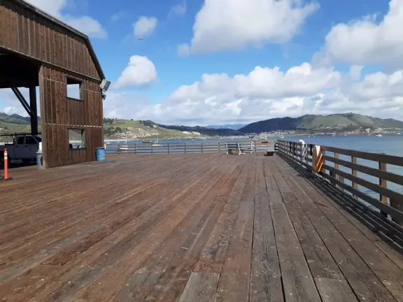 Harbor beach with hundreds of pelicans and sailboats bobbing in the water. Stunning views, seals barking on a floating dock, and outdoor cafe on Harford pier.