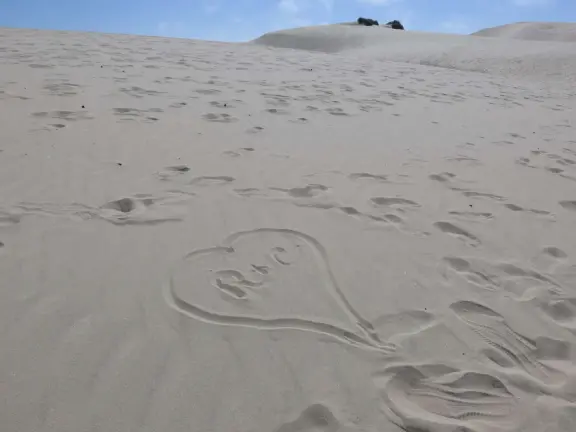 Incredible huge sand dunes, like a national park! Start at the Sandboarding Entry Trailhead.