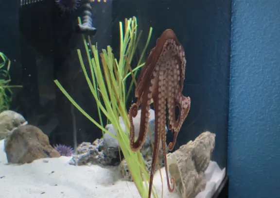 The octopus hides in the corner!