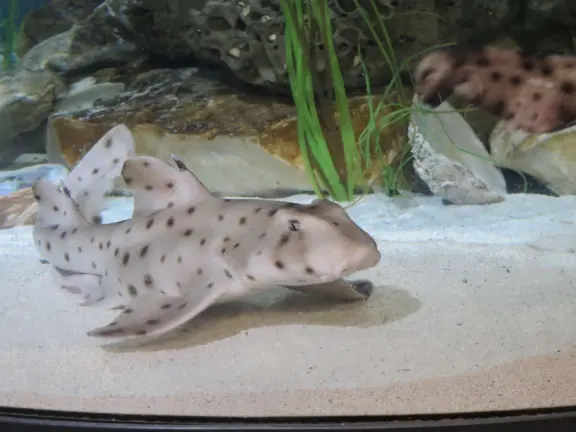 A spotted shark!