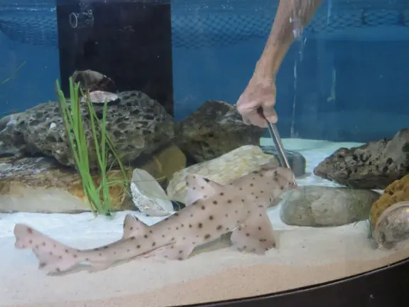 Shark feeding time is very fun. It's at 1:30pm. 