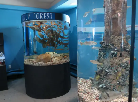 Kelp forest tank and pier piling tank. 