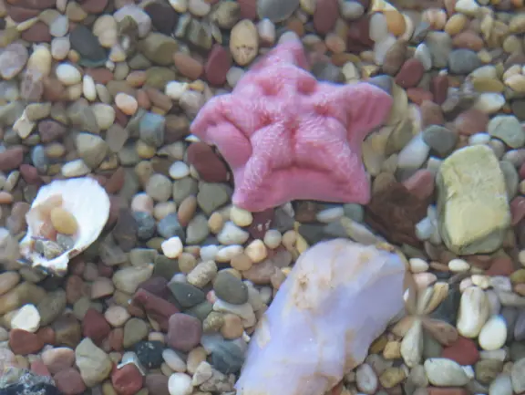 Puffy starfish in the touch tank. 