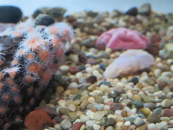 Pretty coral in the touch tank.