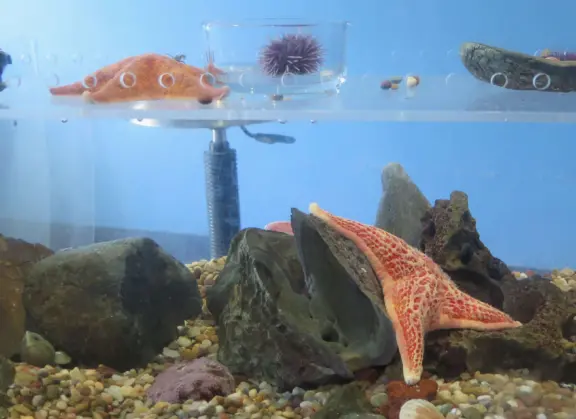 Orange starfish, abalone shell, and sea urchin in the touch tank.