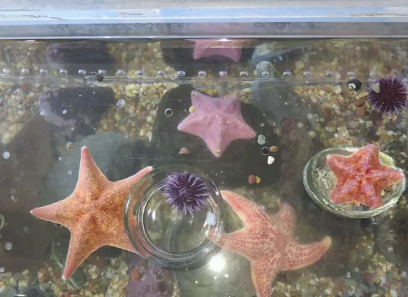 Starfish and sea urchins in the touch tank.
