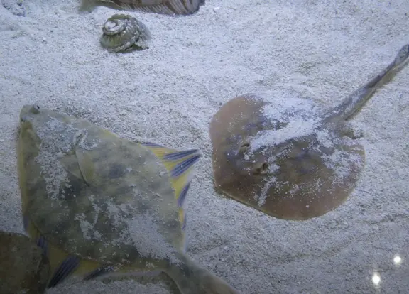 Camouflaging ray and fish, in the sandy bottom tank.