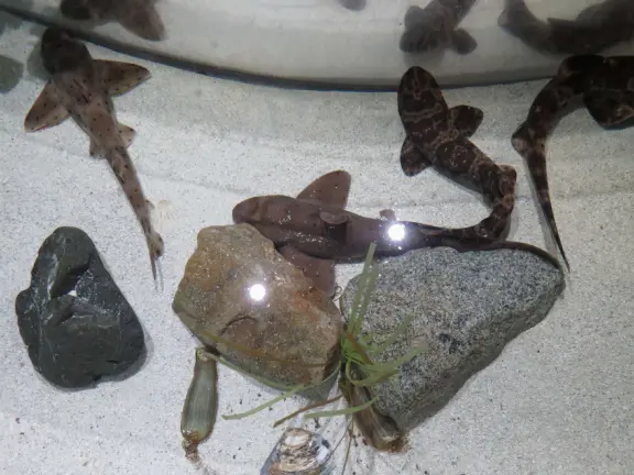 Baby sharks. 