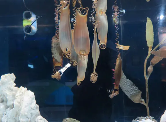 Mermaid's purses. Mother swell sharks lay two eggs per month in the purses. The egg cases are made of the same material as fingernails, protecting the eggs, which take a year to hatch!