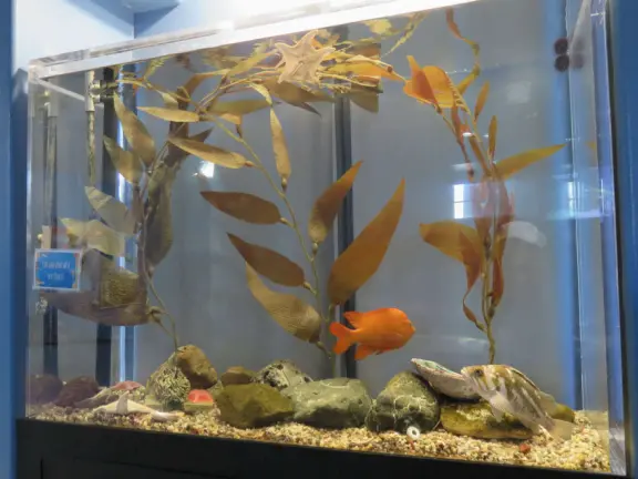 Sea stars and orange fish. 