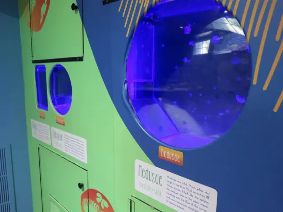 Jellies in a circular glass tank. 