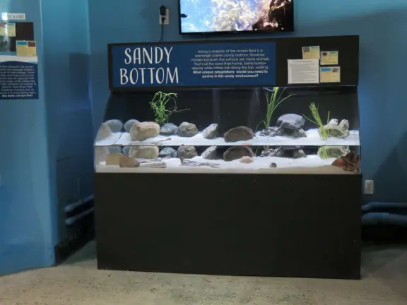 Sandy bottom tank with camouflaged creatures, and the octopus hiding in the right corner. 