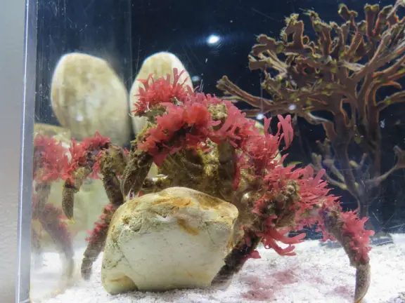 This is a Decorator Crab! It camouflages itself by attaching algae and sponges to its shell. 