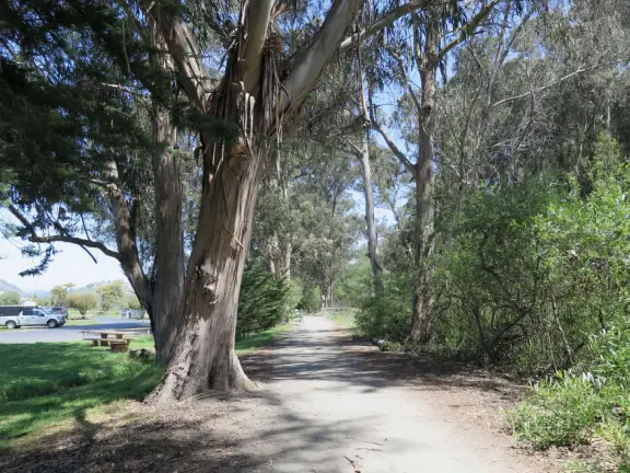 Wonderful wooden boardwalk over the dunes, with gorgeous views of the sea! Plus eucalyptus forest. You can walk 1.7 miles in total!