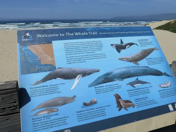 Wonderful wooden boardwalk over the dunes, with gorgeous views of the sea! Plus eucalyptus forest. You can walk 1.7 miles in total!