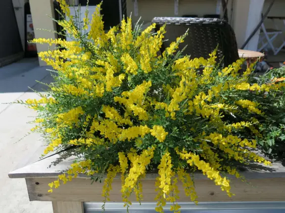 Flowerbox at Juiceboss. 