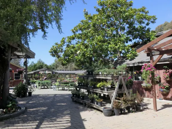 Garden in a sunny, sheltered spot, with cottage with turret under redwood trees, Buddhist gazebo, goats, and flowers galore! Seasonal pumpkins and Christmas market!