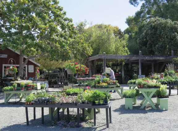 Garden in a sunny, sheltered spot, with cottage with turret under redwood trees, Buddhist gazebo, goats, and flowers galore! Seasonal pumpkins and Christmas market!