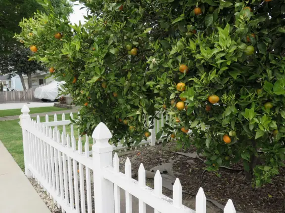 Large lush park with tall tropical trees, attractive bandstand, cute toddler playground, historic house and schoolhouse, swinging bridge to the main street, and neighborhood with cottages.