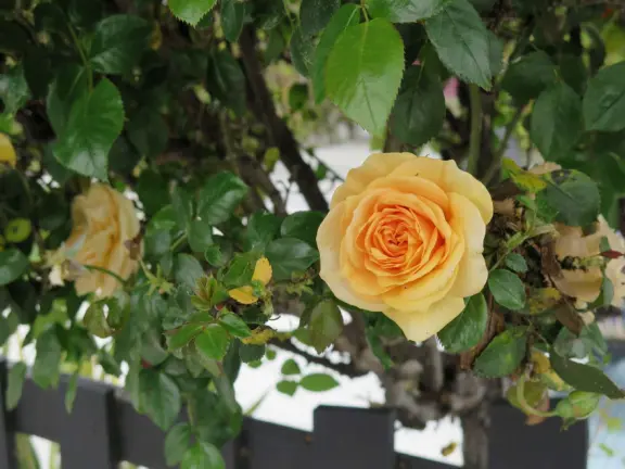 Large lush park with tall tropical trees, attractive bandstand, cute toddler playground, historic house and schoolhouse, swinging bridge to the main street, and neighborhood with cottages.