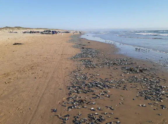 Incredible huge sand dunes, like a national park! Start at the Sandboarding Entry Trailhead.