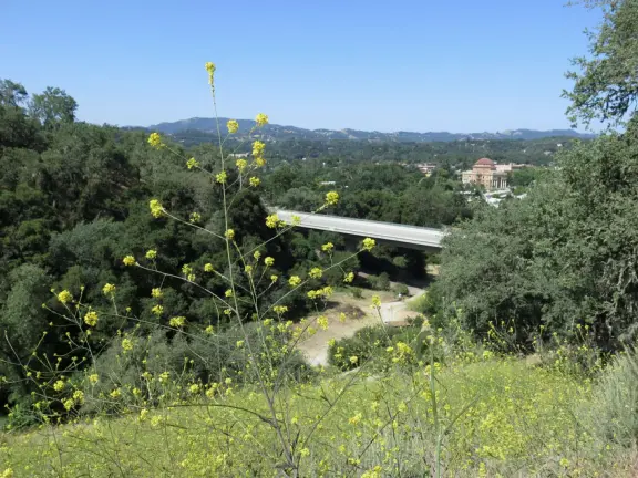 Mostly shady hike with twisty oak trees and spring flowers, and sweeping views of the town!