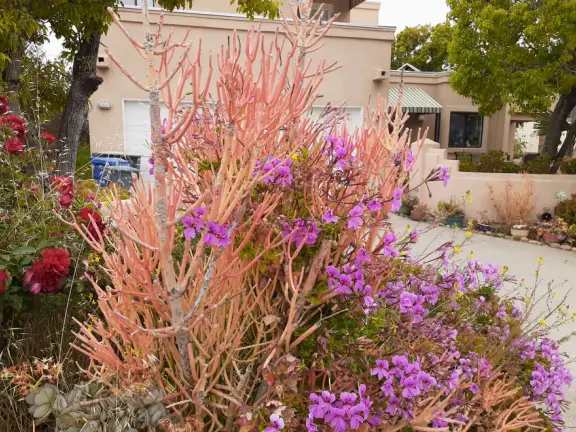 Hilltop park with basketball court with views, picnic tables, eucalyptus trees, and a difficult two-mile out-and-back trail.
